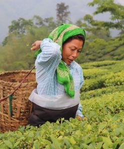 Culture du thé Darjeeling