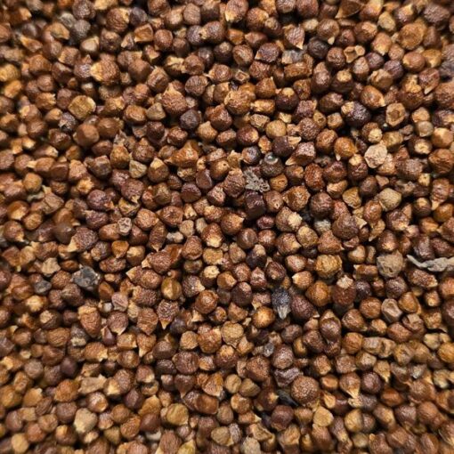 Poivre de Guinée Maniguette